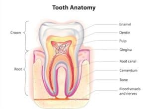 endodontics definition